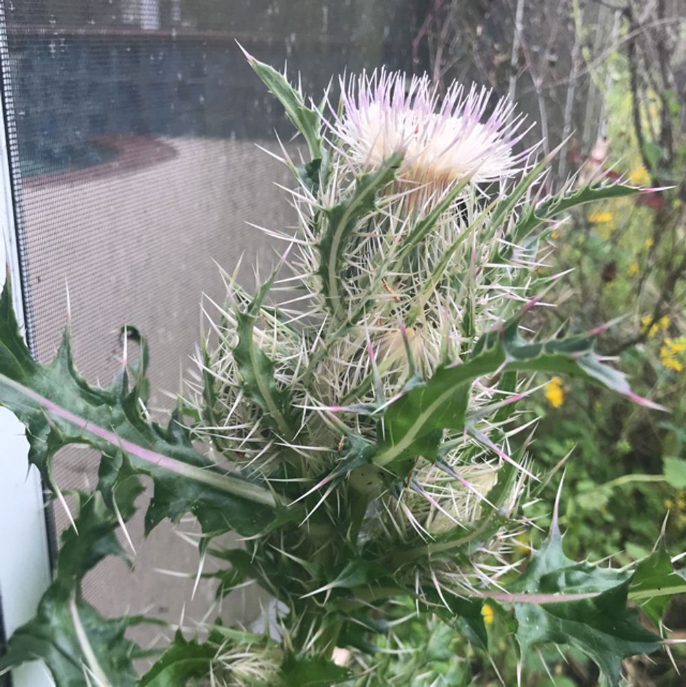 Yellow thistle
