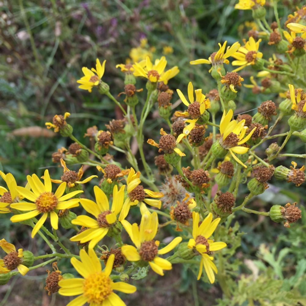 Stiff tickseed
