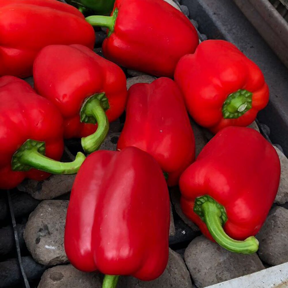 Bell pepper
