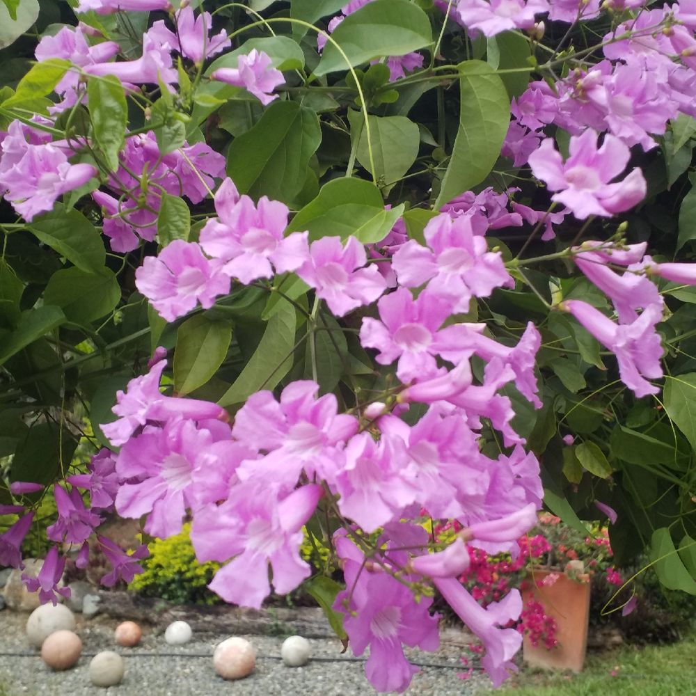 Aequinoctial bignonia
