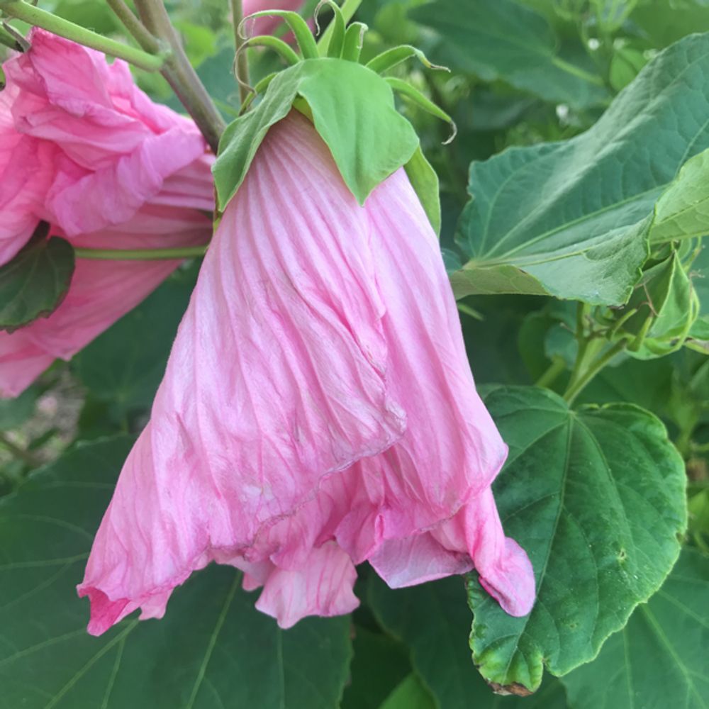 Hardy hibiscus