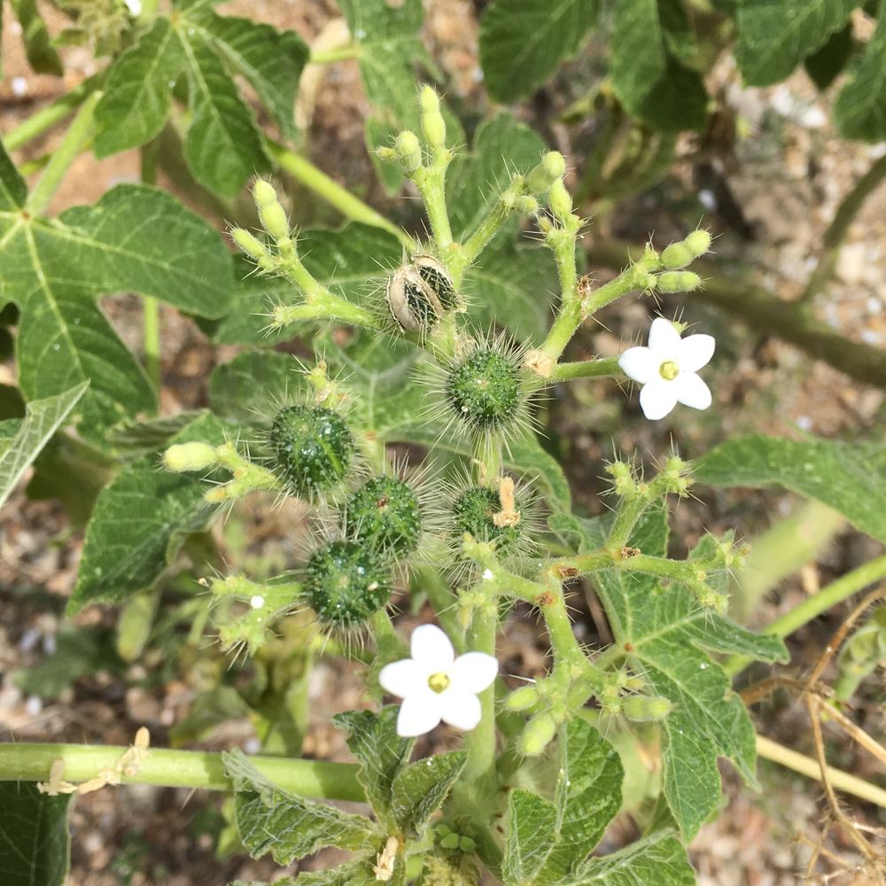 Stinging spurge