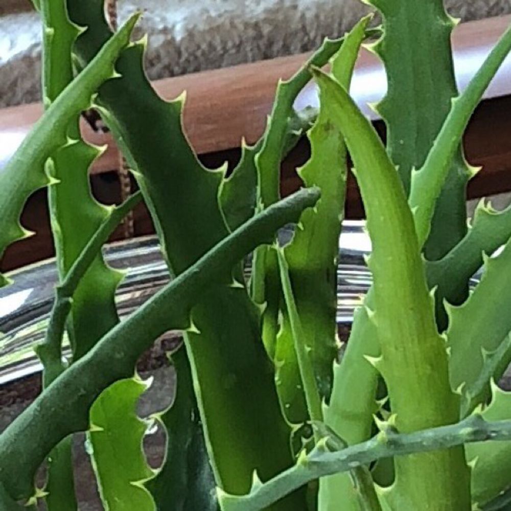 Moosehorn fern