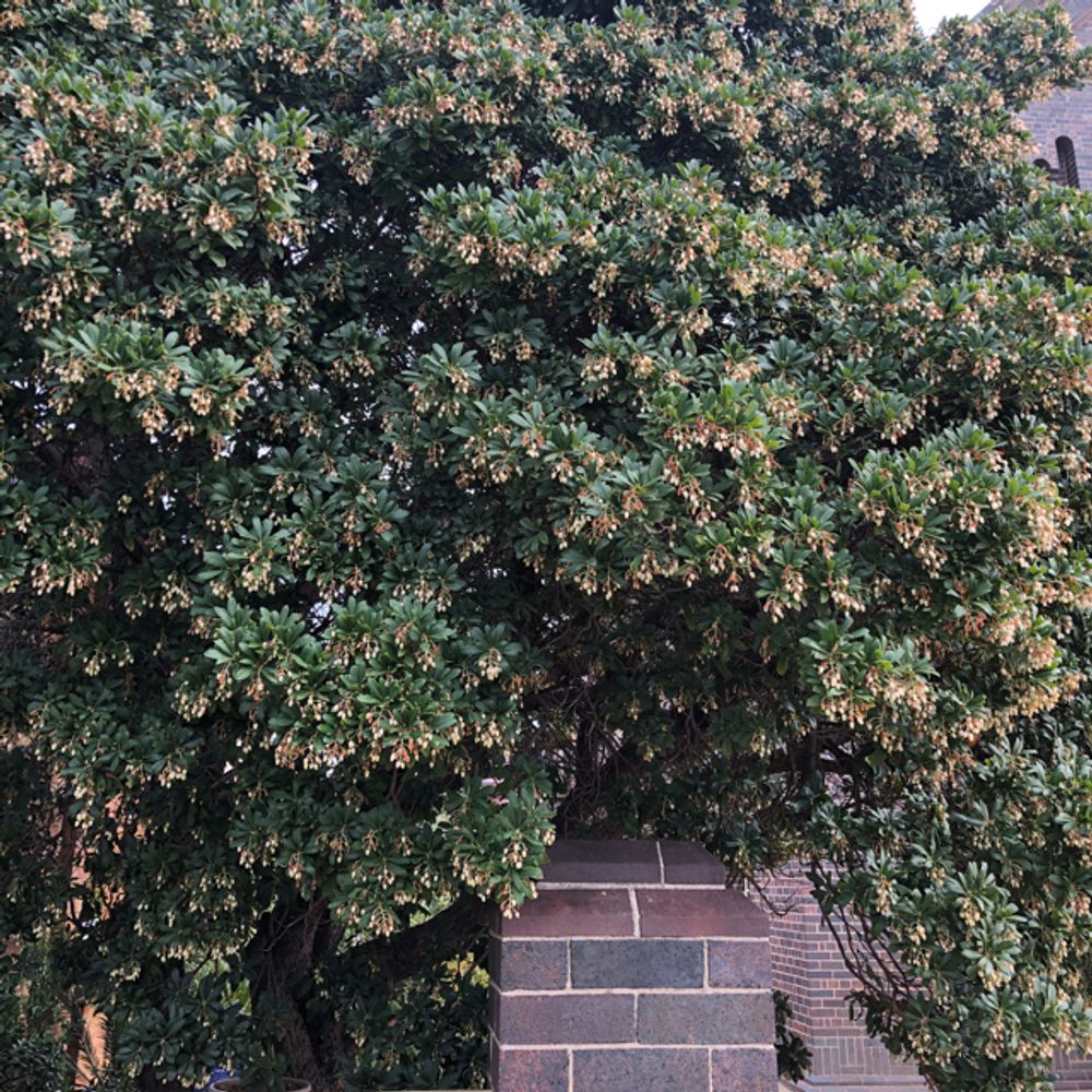 Bullet tree