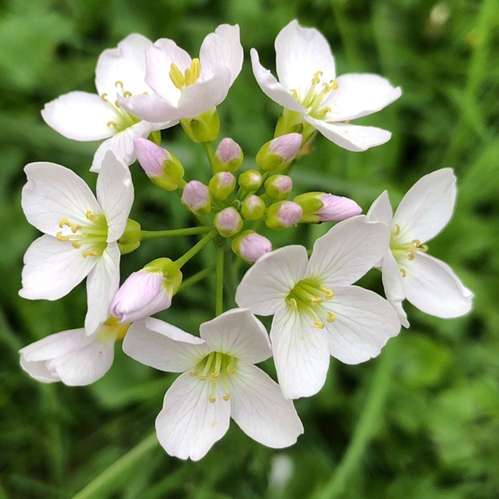 Cuckooflower