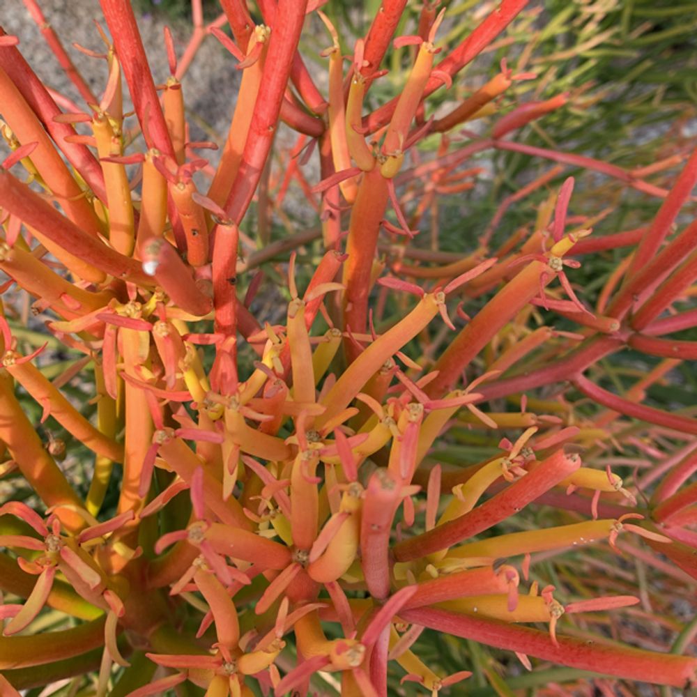 Firestick plant