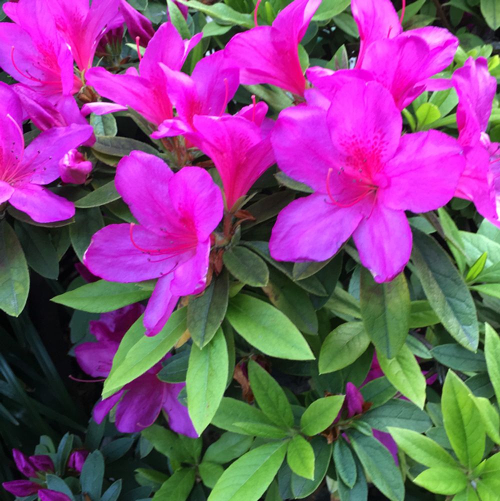 How to care for Carolina rhododendron - Complete Plant Care Guide |  PlantSnap - Plantsnap - Identify Plants, Trees, Mushrooms With An App