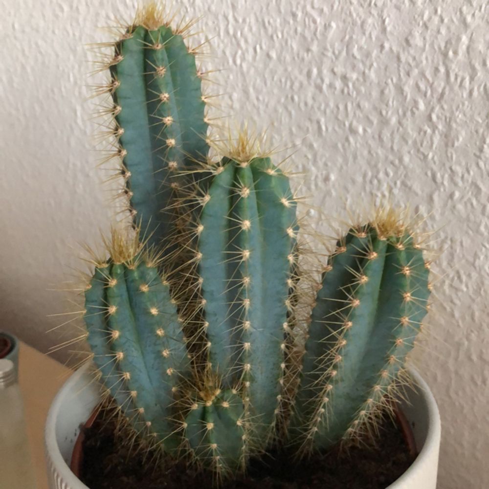 Peruvian torch