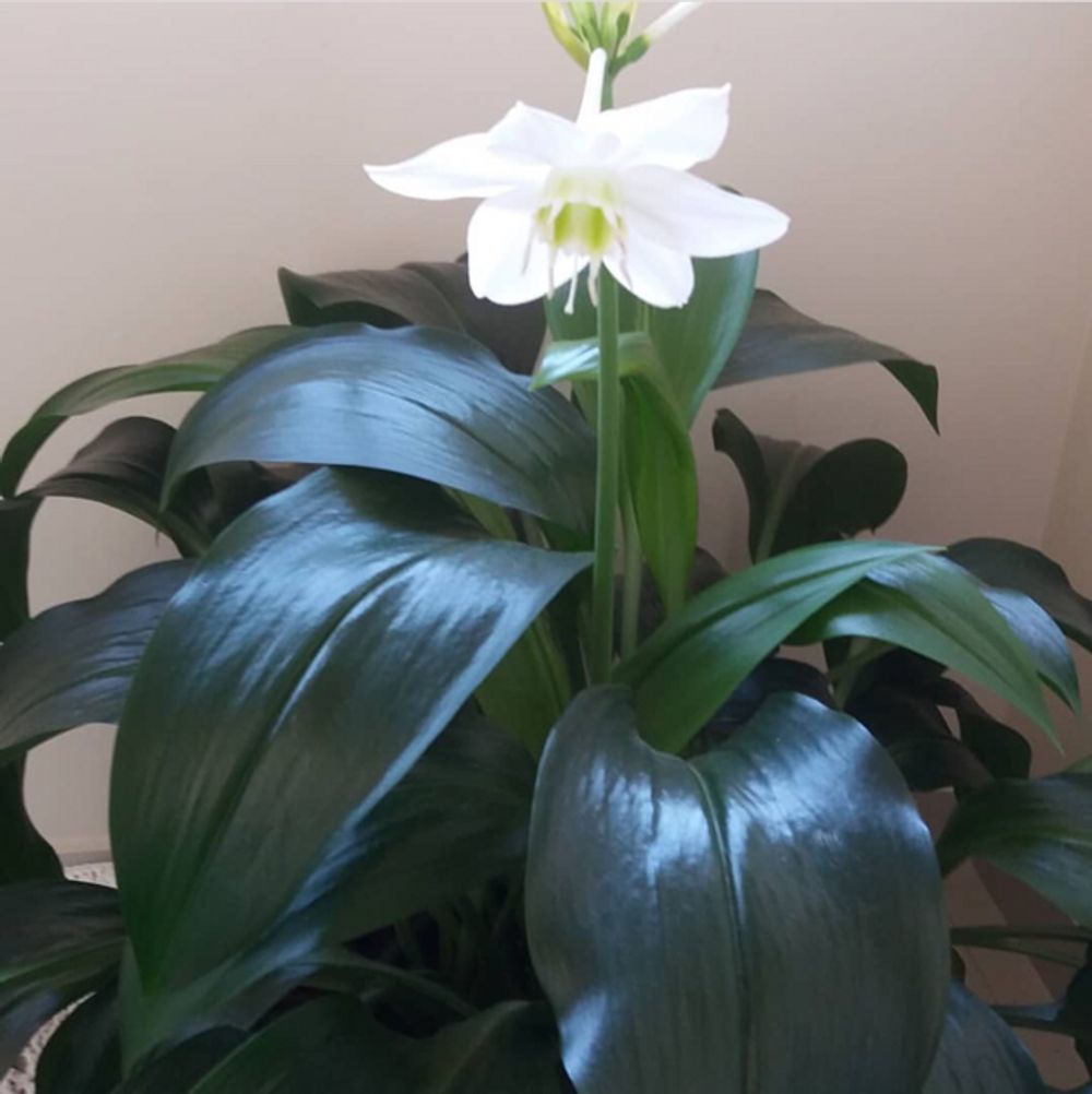 How to care for Amazon lily - Complete Plant Care Guide | PlantSnap -  Plantsnap - Identify Plants, Trees, Mushrooms With An App