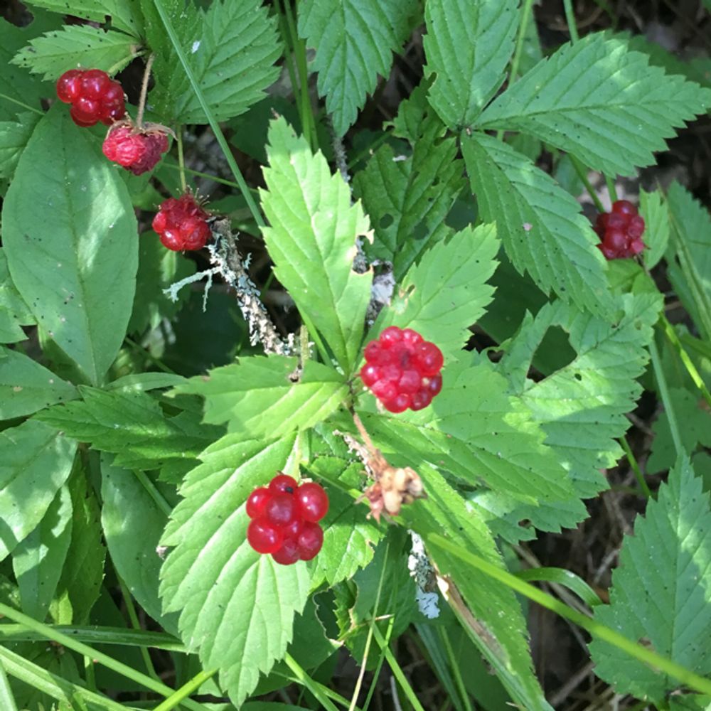 Dewberry