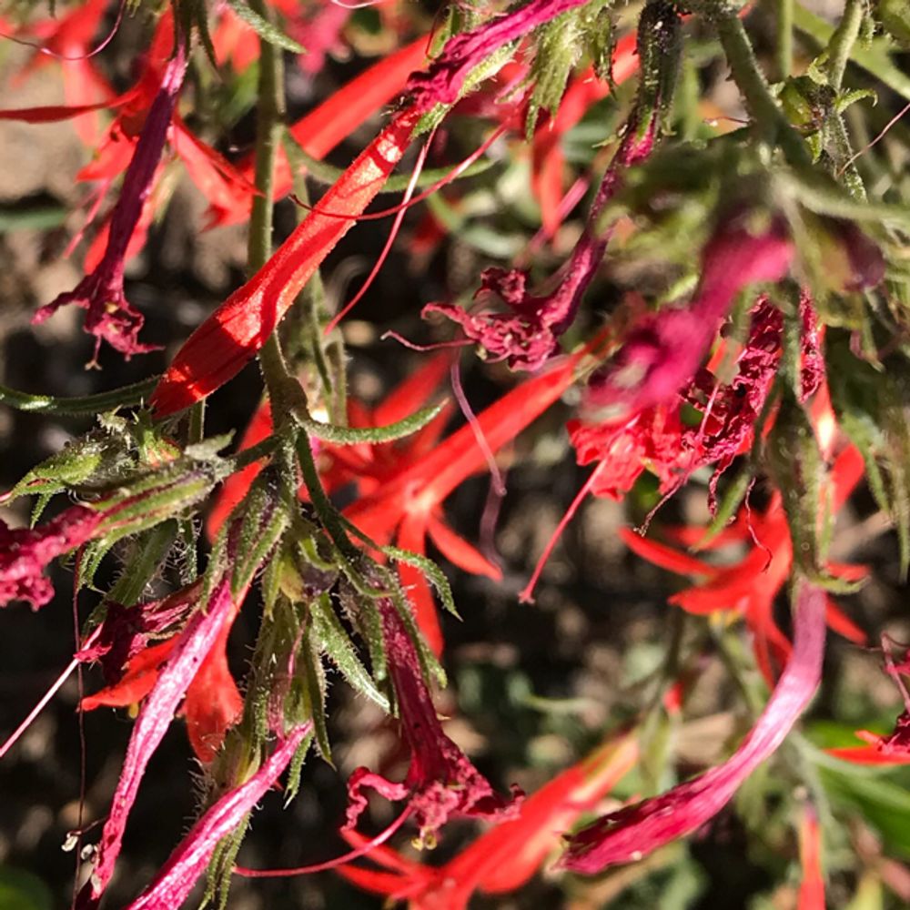California fuchsia (Epilobium canum) - Image 1 of 10