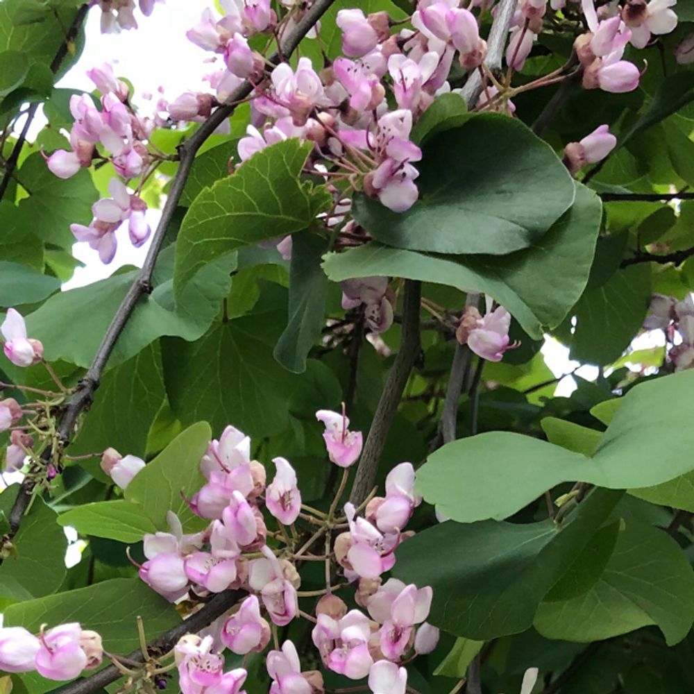Eastern redbud