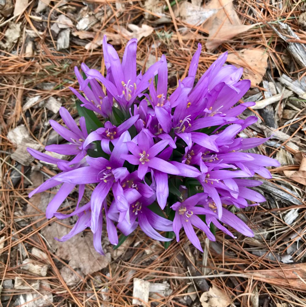 Spring meadow saffron