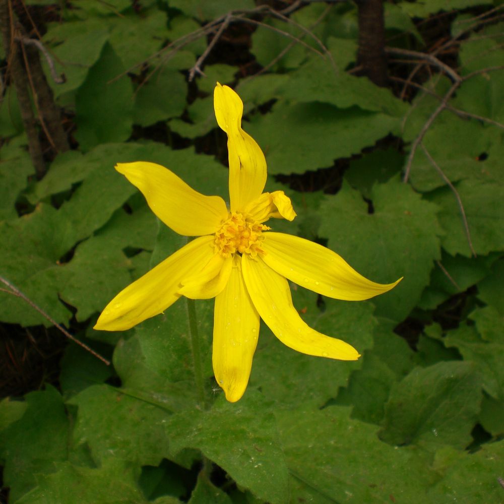 Heartleaf arnica