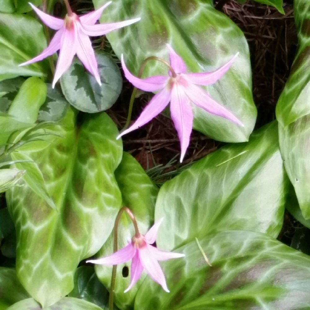 Pink fawn lily