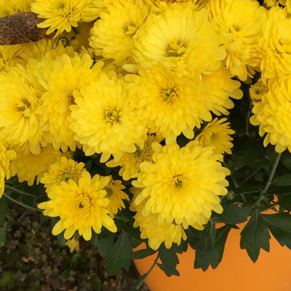 Indian chrysanthemum