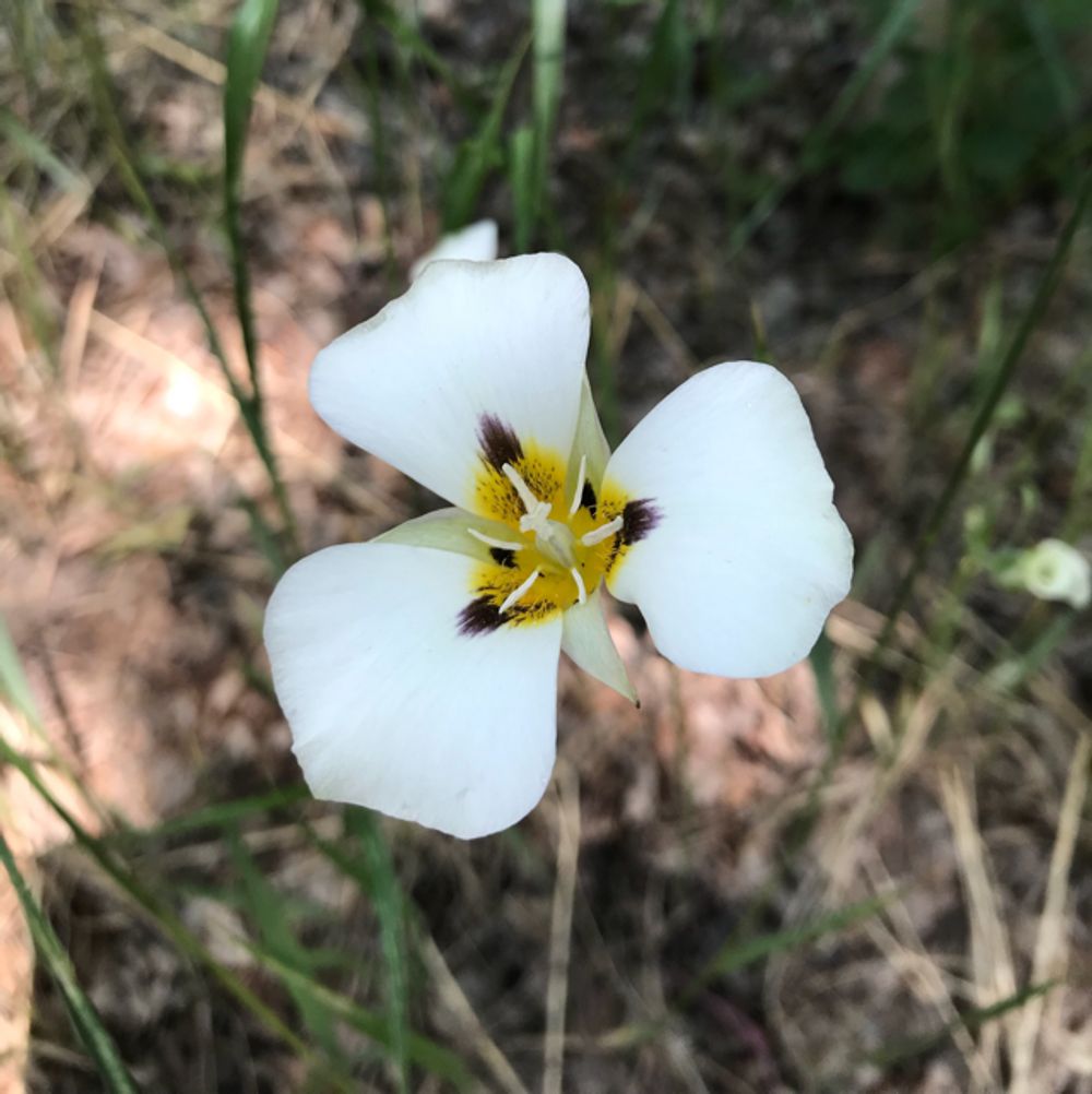 Sego lily (Calochortus nuttallii) - Image 1 of 10