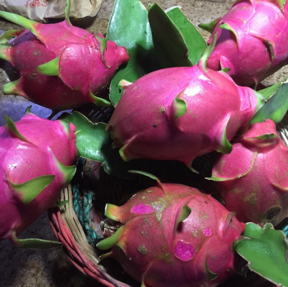 Dragon fruit