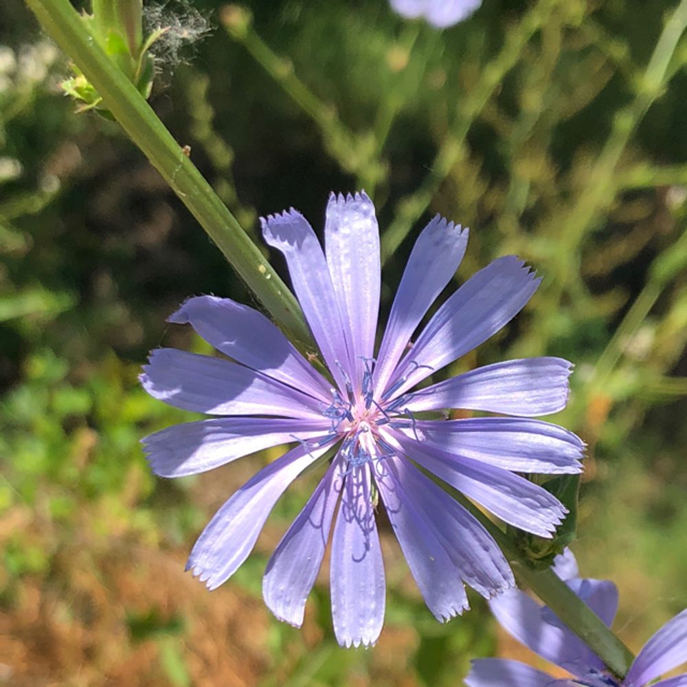 Chicory