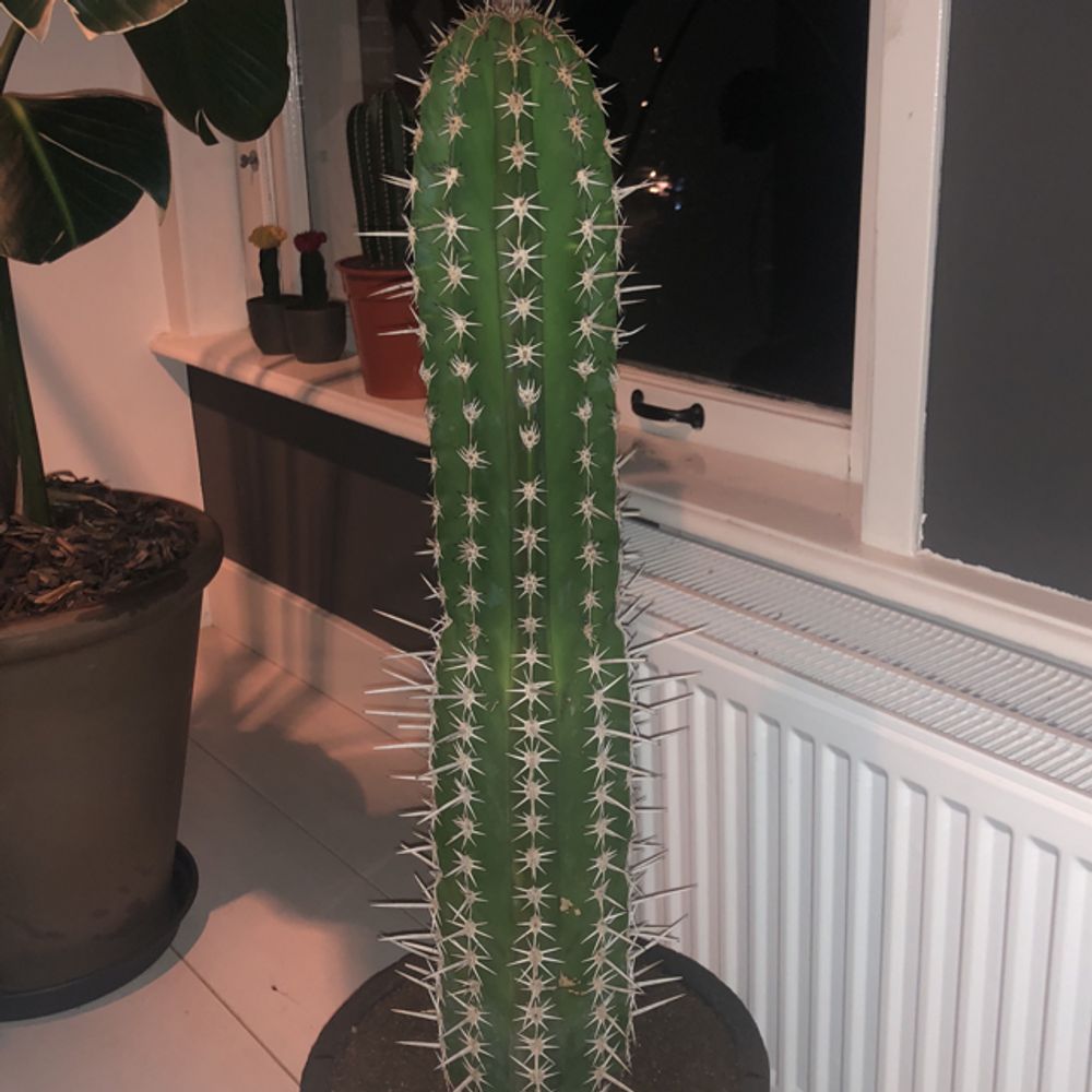 Hairbrush cactus