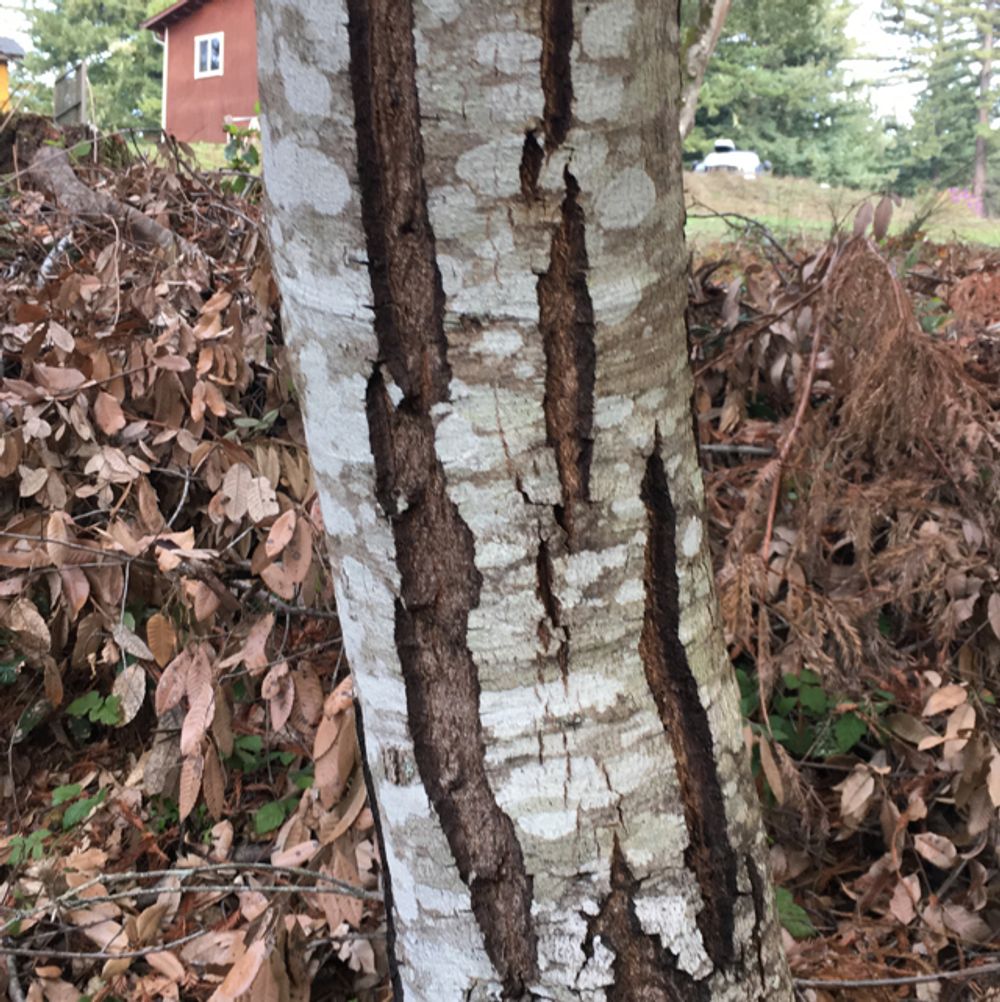 African mahogany