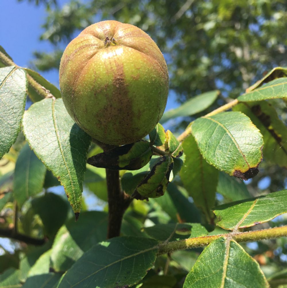 Pignut hickory