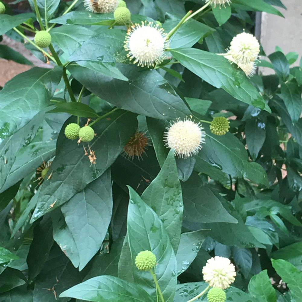 Buttonbush