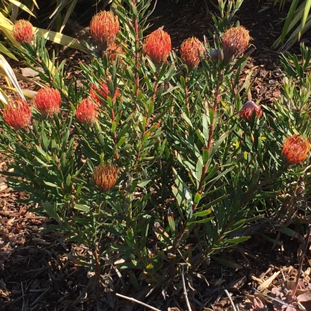 Pincushion protea