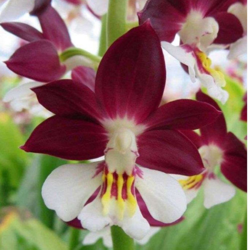 Christmas orchid