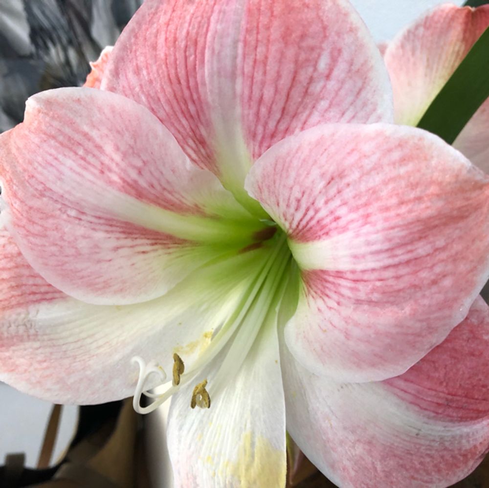 Belladonna lily