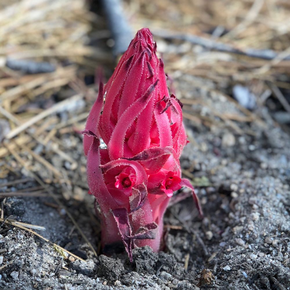 Snow plant