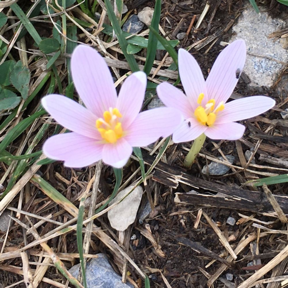 Alpine colchicum