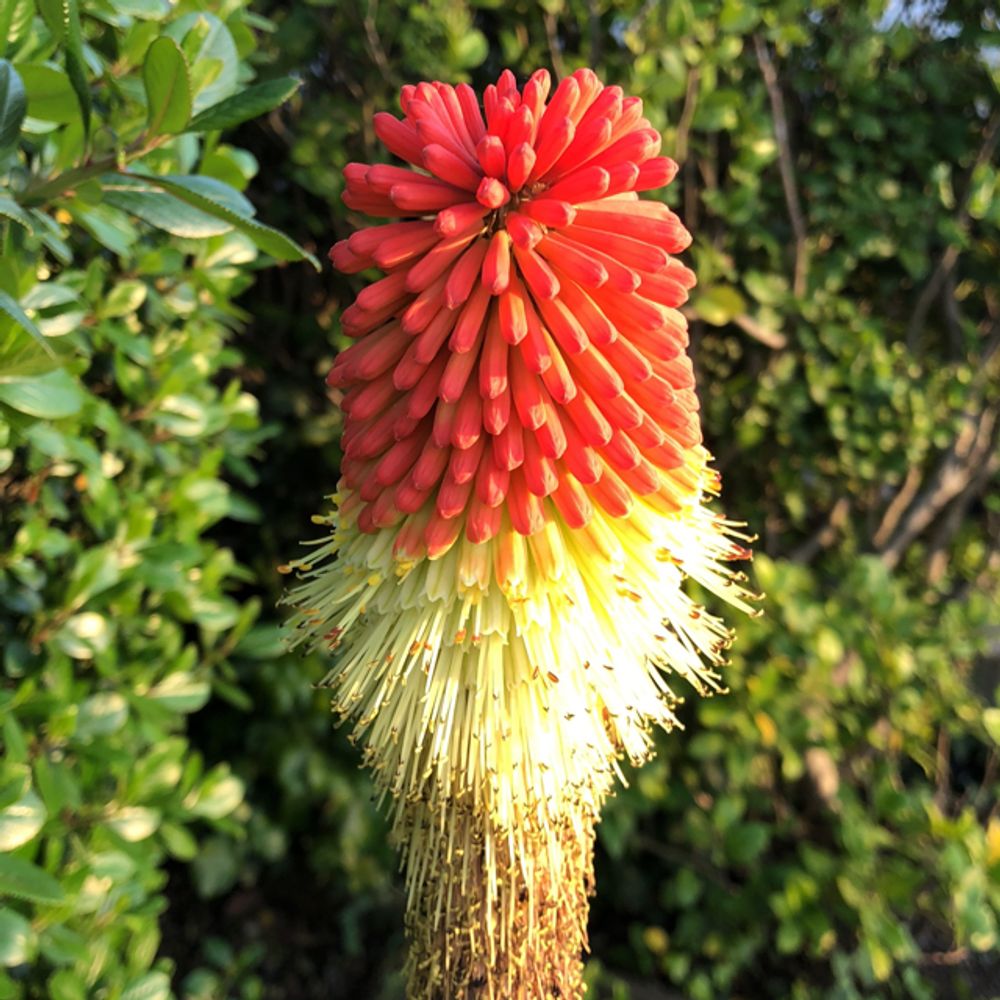 Red hot poker (Kniphofia) - Image 1 of 10