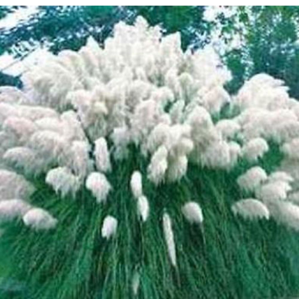 Andean pampas grass
