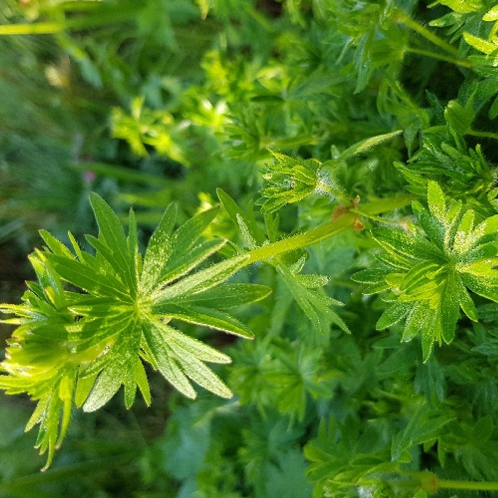 White bedstraw