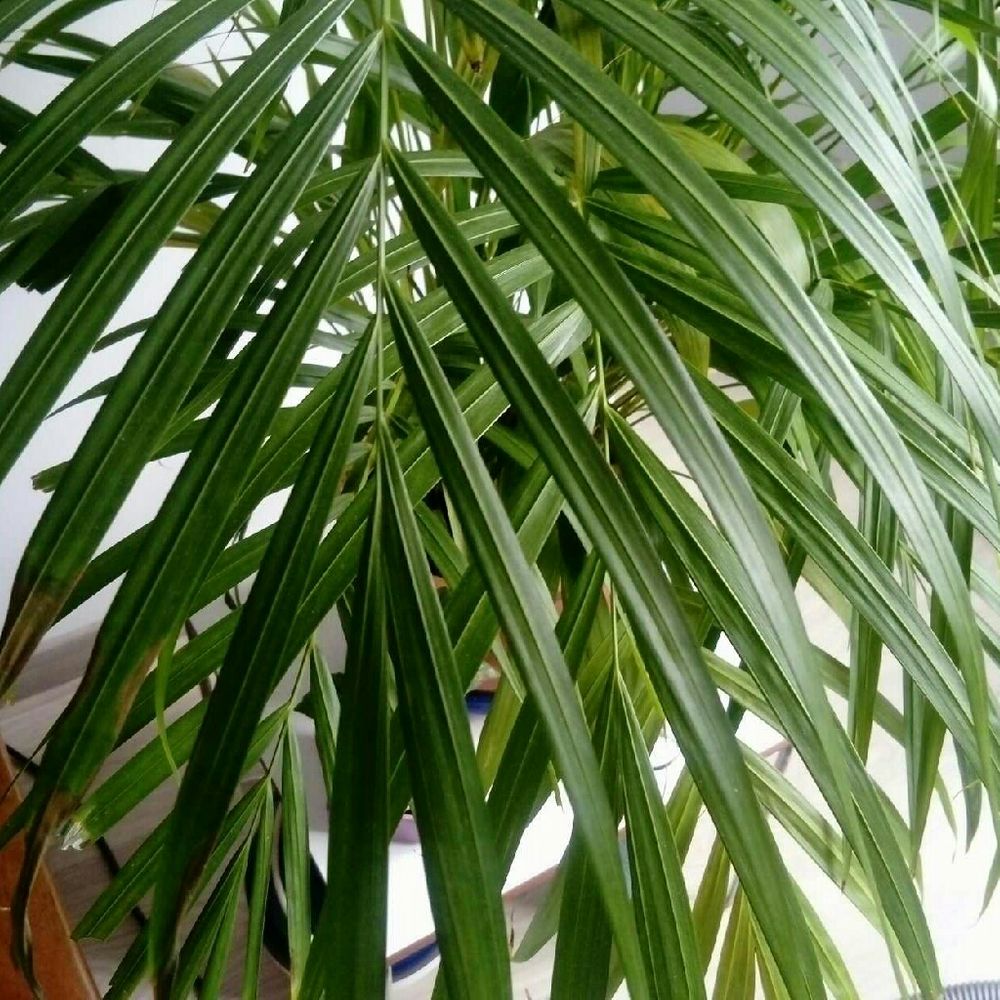 Pygmy date palm (Phoenix roebelenii) - Image 1 of 10