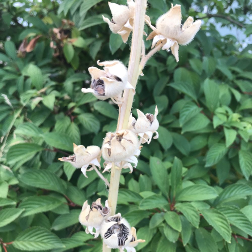Armenian hollyhock