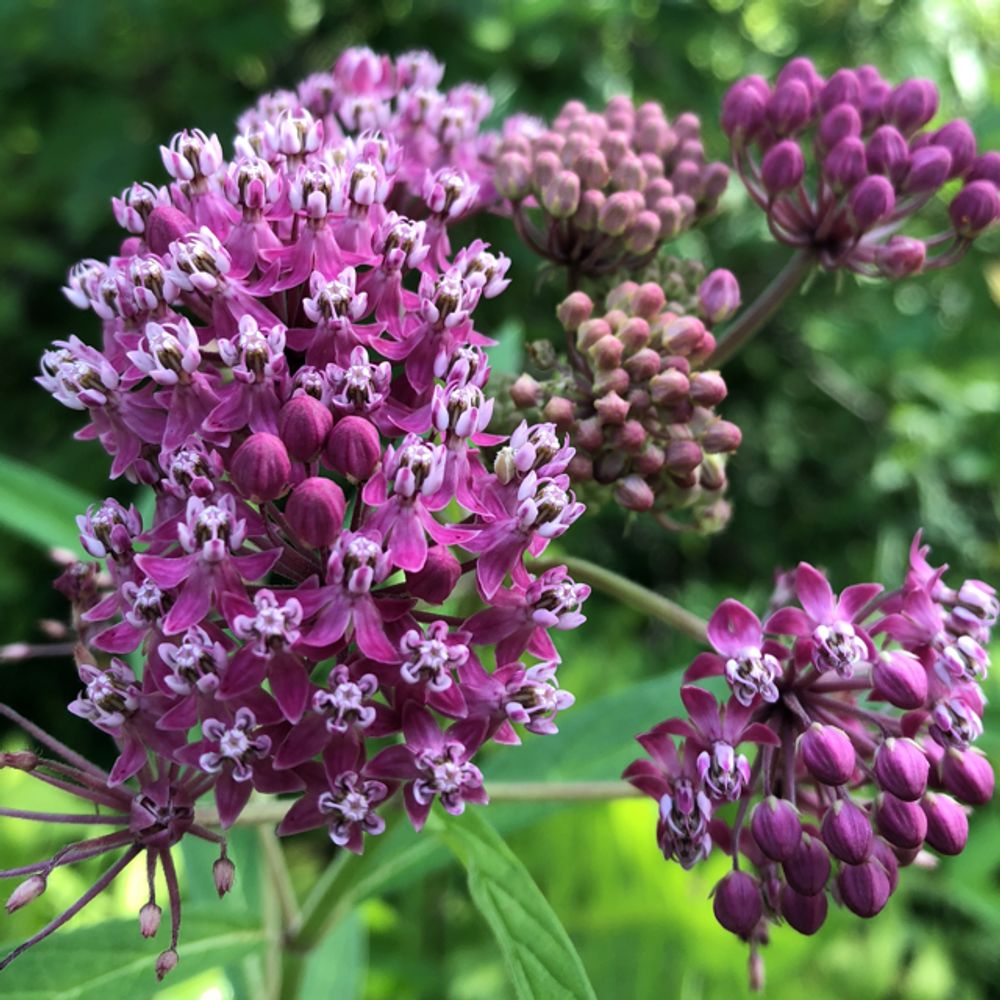 Swamp milkweed