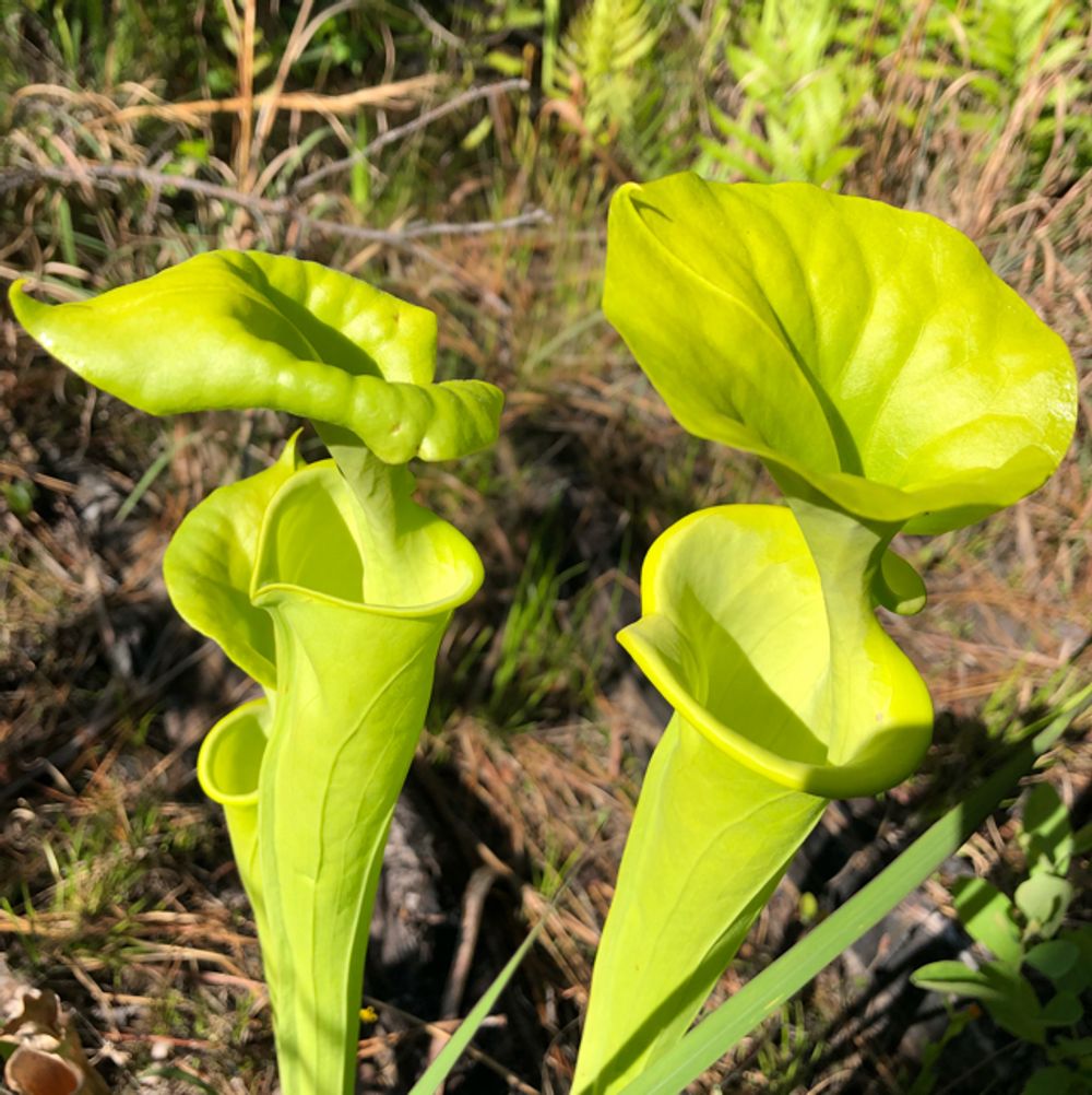 Yellow pitcher plant