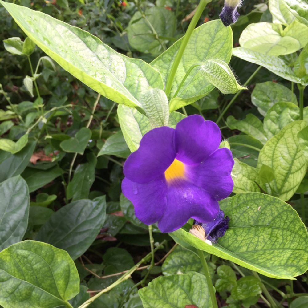 Blue glory (Thunbergia battiscombei) - Image 1 of 10
