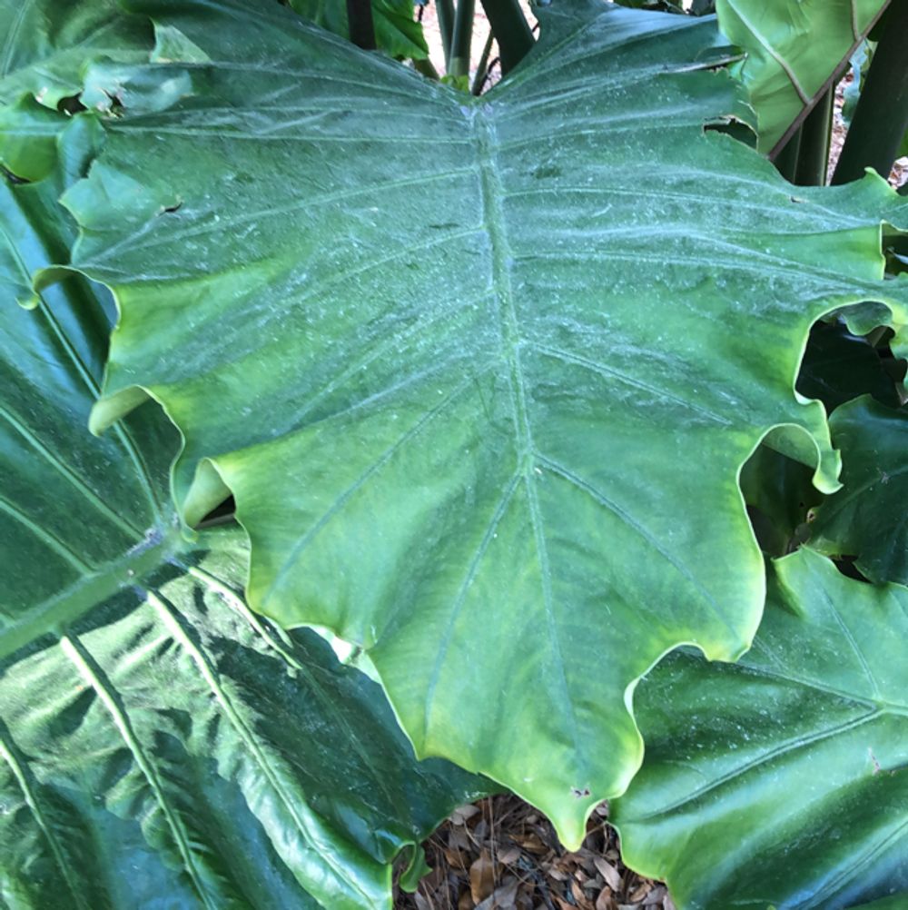 Elephant ear