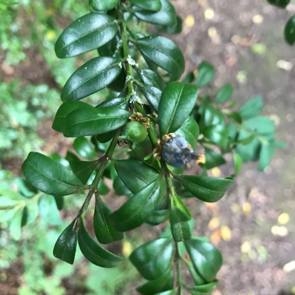 Boxwood