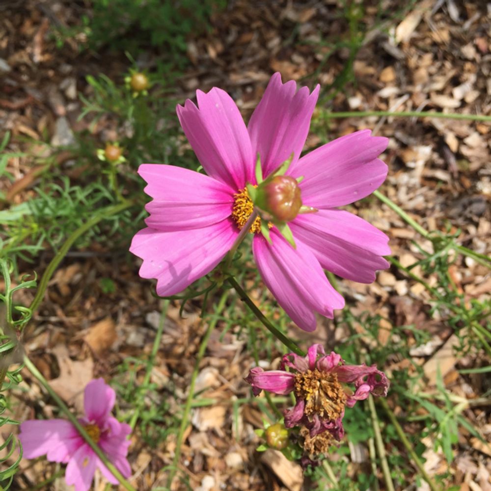 Garden cosmos