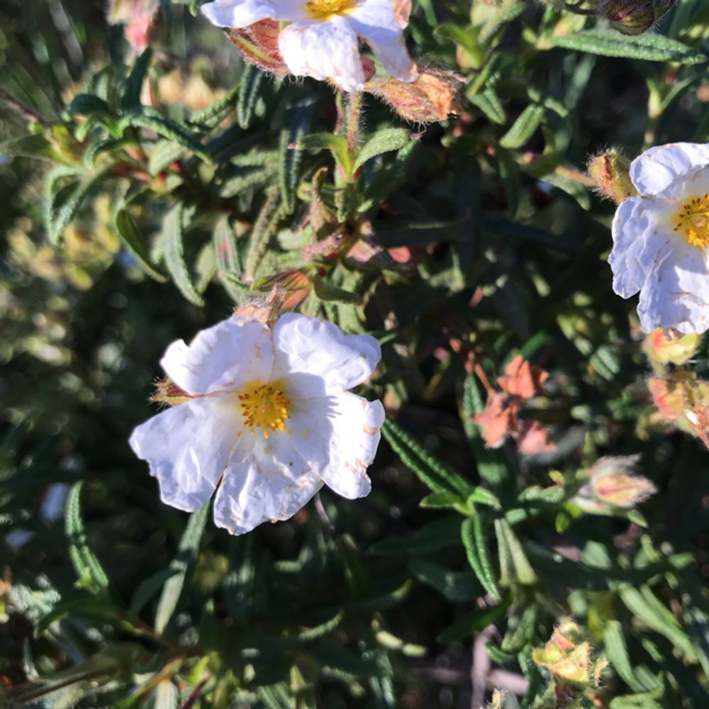 Montpellier cistus