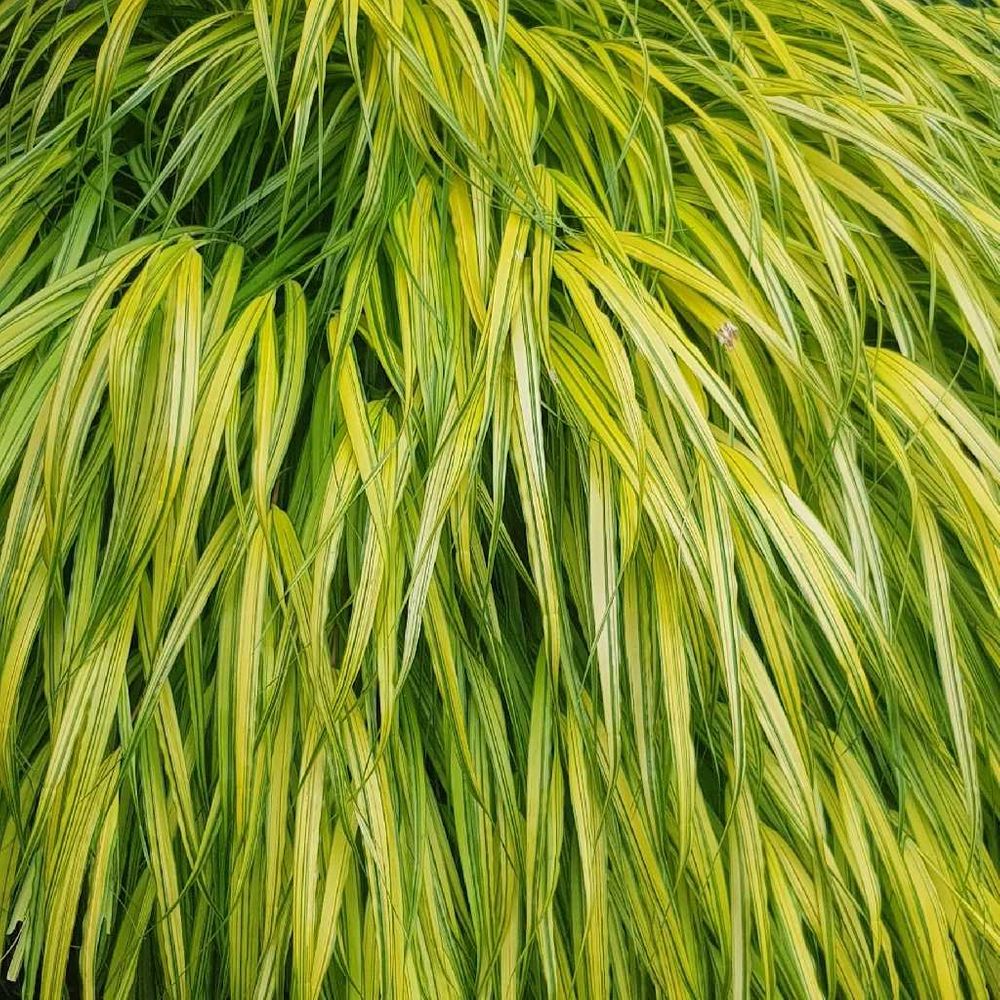 Hakone grass