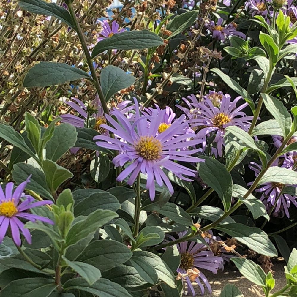 buy daisy plants Blue Daisy Plants 3 Inch Pot, Perennials, 5 to 6 Plants, 6 to 8 Inches –  Jayme Garden