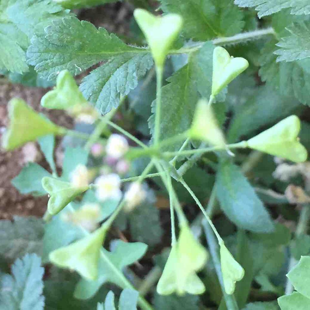 Plantsnap – Identify Plants, Trees, Mushrooms With An App