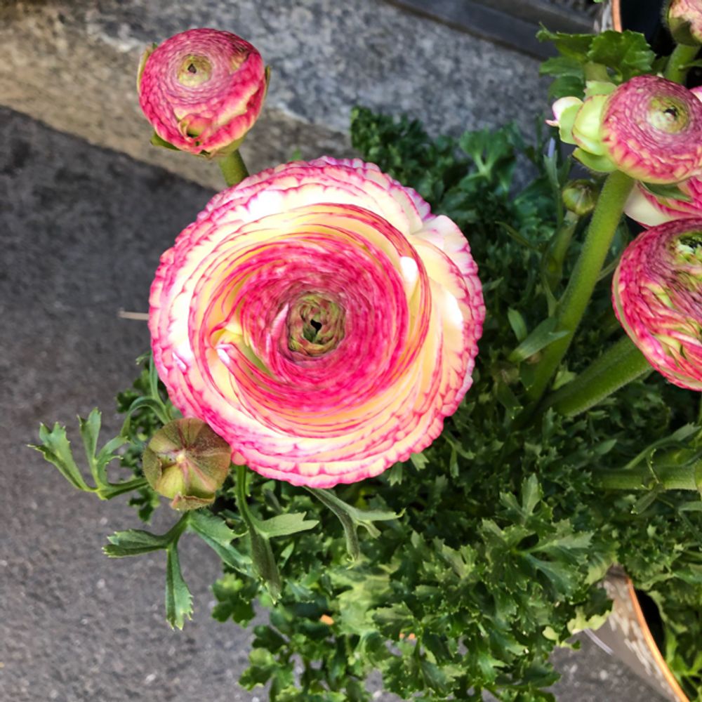 Persian buttercup