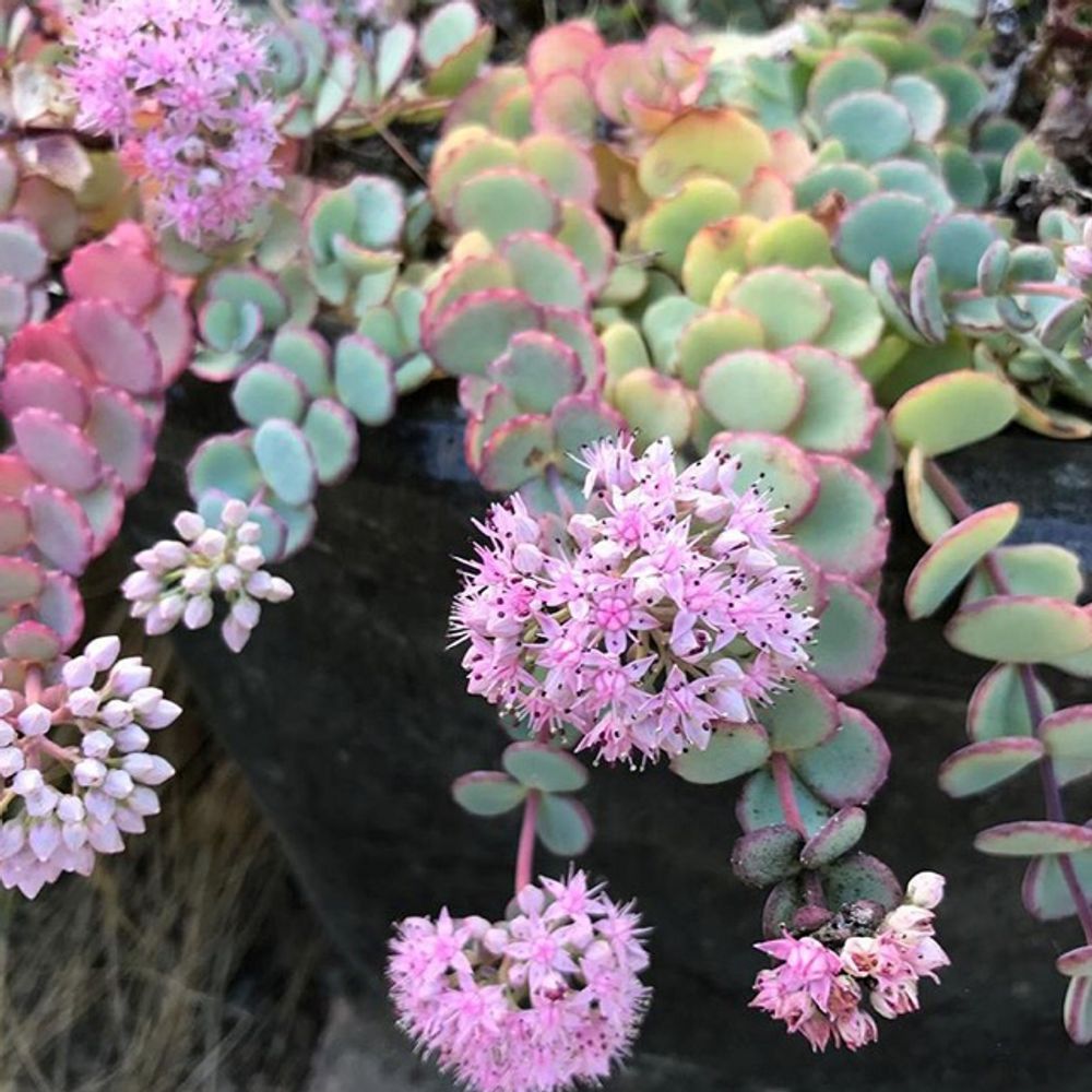 Siebold's stonecrop