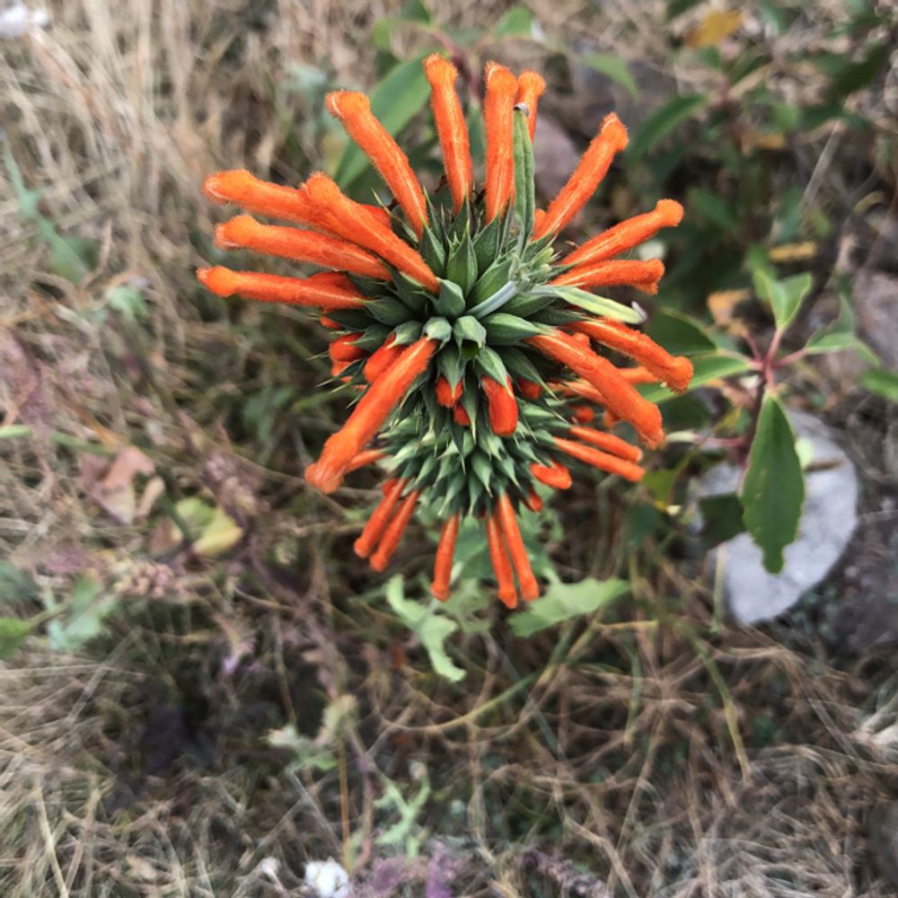 Lion's ear
